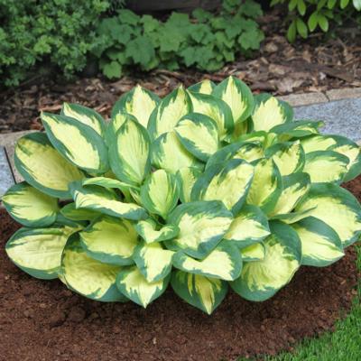 Hosta 'Popcorn'